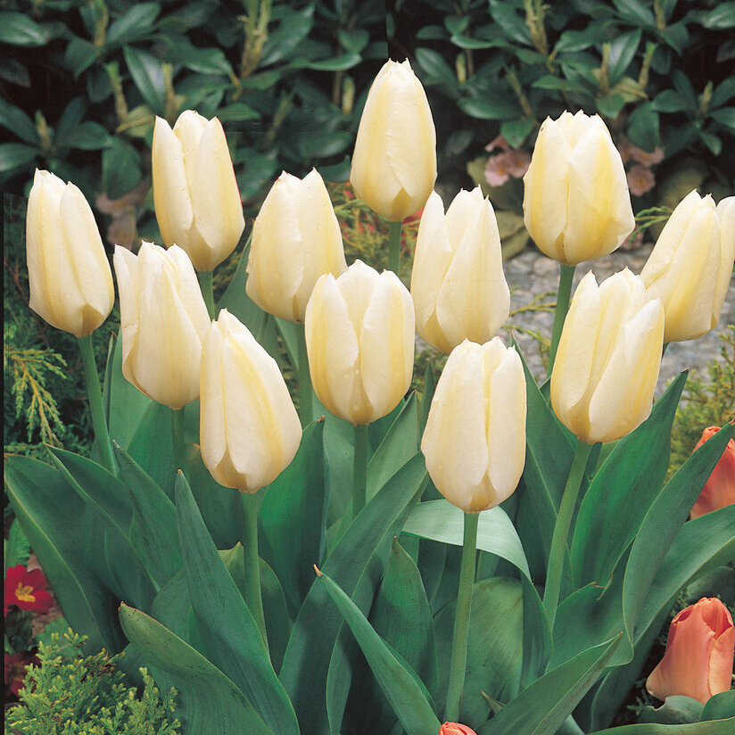 Tulip Fosteriana White Emperor - Pack of 25 bulbs
