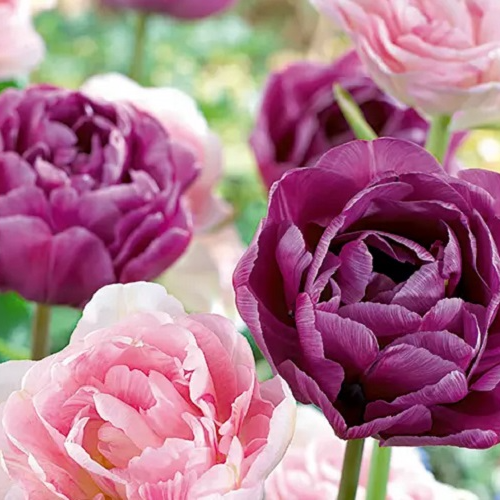 Tulip Candy Sensation - Pack of 25 Bulbs