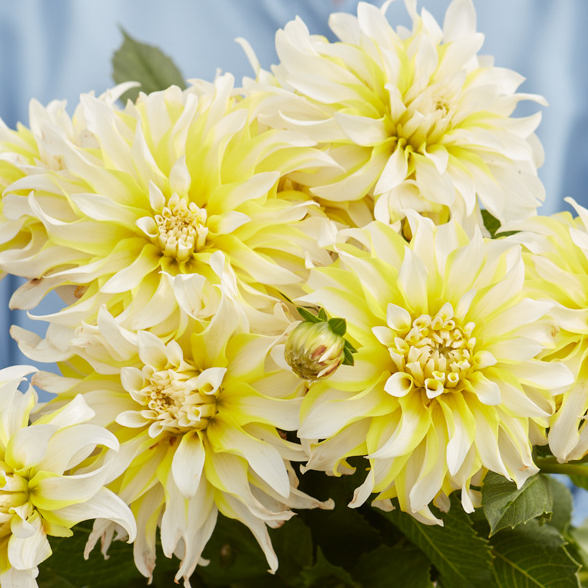 Dahlia Calgary Flames Dahlia Calgary Flames