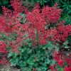 Heuchera sanguinea 'Coral Forest'