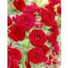 Rose Remembrance - Floribunda Rose