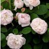 Rose Alfred de Dalmas - Shrub Rose