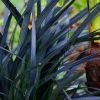 Ophiopogon planiscapus Nigrescens - Black Ornamental Grass Ophiopogon nigra