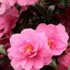 MOTHERS DAY - Pink Camellia Plant bursting in to Bloom