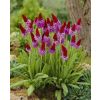 Primula Viallii - Pack of THREE Plants