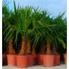 Trachycarpus fortunei - LARGE Hardy Windmill Palm - 100-120cm