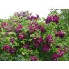 Rose Bleu Magenta - Climbing Rose Blue Magenta