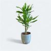 Dracaena Fragrans steudneri - Large Leaf Dragon Tree - 80cm