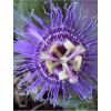 Passion Flower Incense (Imperatrice de Eugenie) - Passiflora