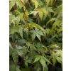 Acer palmatum - Japanese Maple Tree