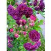 Rose Bleu Magenta - Climbing Rose Blue Magenta