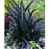Ophiopogon planiscapus Nigrescens - Black Ornamental Grass Ophiopogon nigra