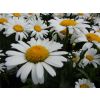 Leucanthemum Silver Princess