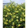 Helianthus Lemon Queen - Perennial Sunflower