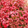 Nandina domestica Firepower - Sacred or Heavenly Bamboo Plant