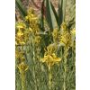 Asphodeline lutea 'Yellow Candle'