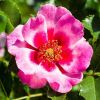 Pair of Standard Rose Trees - Babylon Eyes Bravo Queen