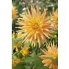 Dahlia Gold Crown