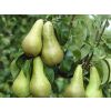 PEAR TREE - Lucky Dip Lost Label Pear Plants	