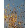 Stipa Gigantea - Golden Oats Grass - Large Plant