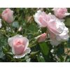 Rose Bride - Hybrid Tea Bush Rose