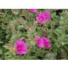 Cistus Sunset - Rock Rose - Compact Mass Flowering