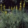 Asphodeline lutea 'Yellow Candle'