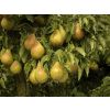 PEAR TREE - Lucky Dip Lost Label Pear Plants	
