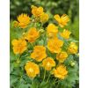 Trollius Golden Queen