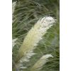 Dwarf Pampas Grass - Cortaderia selloana Junior
