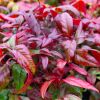Nandina domestica Firepower - Sacred or Heavenly Bamboo Plant