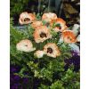 Papaver orientale Picotee - Oriental Poppy