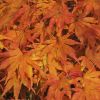 Acer palmatum - Japanese Maple Tree
