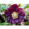 Helleborus Deep Purple Double - Hellebore