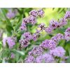 Buddleja alternifolia Unique - Buddleia Butterfly Bush - LARGE
