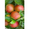 APPLE TREE - Lucky Dip Lost Label Plants - circa 140cms tall