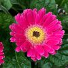 Pink Gerbera Garvinea Sweet Spice - Beautiful Hardy Gerbera with Giant Daisy Flowers