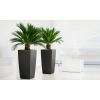 Pair of King Sago Palm Trees - Cycad - Cycas revoluta 50-60cm with Fluted Black Planters