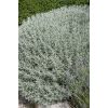Santolina chamaecyparissus - Cotton Lavender