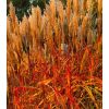 Miscanthus Indian Summer - Autumnal Colour Grass - Extra Large Specimen