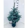 Luxury Fresh Christmas Tree (Picea pungens glauca) - Large 90-110cm BLUE SPRUCE - FOR IMMEDIATE DISPATCH