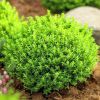 Hebe Emerald Green Globe - Pack of Three Plants