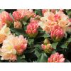 Rhododendron 'Three Sisters'
