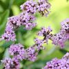 Buddleja alternifolia Unique - Buddleia Butterfly Bush - LARGE