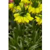Fritillaria imperialis lutea - Golden Crown Imperial Fritillary