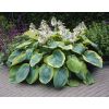 Premier Hosta Collection Shade Mixture - Pack of Ten
