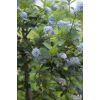 Ceanothus Victoria - Evergreen Californian Lilac