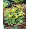 Primula veris - Native Cowslip