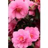 MOTHERS DAY - Pink Camellia Plant bursting in to Bloom