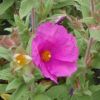 Cistus Sunset - Rock Rose - Compact Mass Flowering